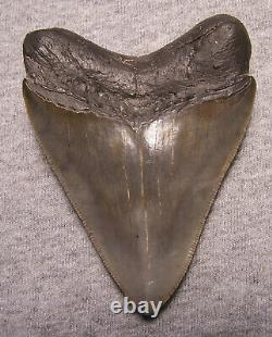 MEGALODON SHARK TOOTH 3 1/2 SHARK TEETH EXTINCT JAW FOSSIL Sharp serrations