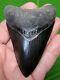 Megalodon Shark Tooth 3 & 1/2 In. Collector Grade Real Fossil Top 1%
