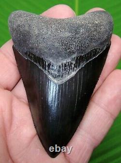 MEGALODON SHARK TOOTH 3 & 1/2 in. COLLECTOR GRADE REAL FOSSIL TOP 1%