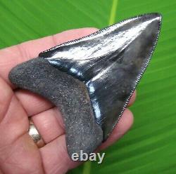 MEGALODON SHARK TOOTH 3 & 1/2 in. COLLECTOR GRADE REAL FOSSIL TOP 1%