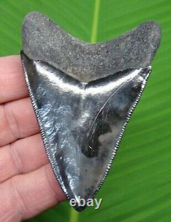 MEGALODON SHARK TOOTH 3 & 1/2 in. COLLECTOR GRADE REAL FOSSIL TOP 1%