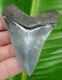 Megalodon Shark Tooth 3 & 1/8 In. Real Fossil Flawless Serrations Ga Meg