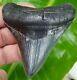 Megalodon Shark Tooth 3 & 3/16 In. Top 1% Quality Real Fossil No Resto