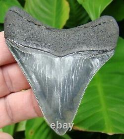 MEGALODON SHARK TOOTH 3 & 3/16 in. TOP 1% QUALITY REAL FOSSIL NO RESTO