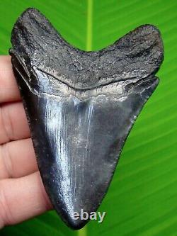 MEGALODON SHARK TOOTH 3 & 3/4 in JET BLACK REAL FOSSIL SC RIVER FIND