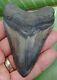 Megalodon Shark Tooth 3 & 3/4 In. Real Fossil Serrated Ga. River Meg