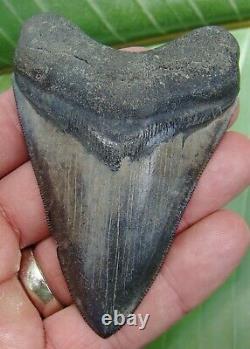 MEGALODON SHARK TOOTH 3 & 3/4 in. REAL FOSSIL SERRATED GA. RIVER MEG