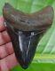 Megalodon Shark Tooth 3 & 3/4 In. Real Fossil Serrated Natural