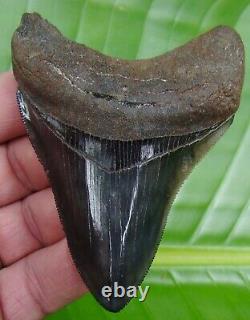 MEGALODON SHARK TOOTH 3 & 3/4 in. REAL FOSSIL SERRATED NATURAL