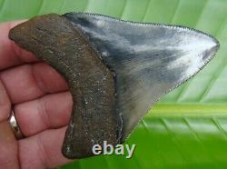 MEGALODON SHARK TOOTH 3 & 3/4 in. REAL FOSSIL SERRATED NATURAL