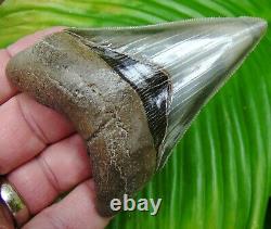 MEGALODON SHARK TOOTH 3 & 3/4 in. REAL FOSSIL TOP 1% GEORGIA RIVER MEG