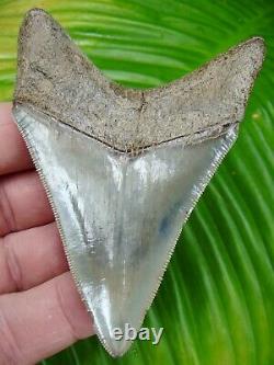 MEGALODON SHARK TOOTH 3 & 3/4 in. REAL FOSSIL TOP 1% GEORGIA RIVER MEG