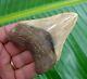 Megalodon Shark Tooth 3 & 3/4 In. Serrated Real Fossil Natural