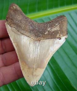 MEGALODON SHARK TOOTH 3 & 3/4 in. SERRATED REAL FOSSIL NATURAL