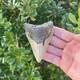 Megalodon Shark Tooth 3.54 Authentic Fossil Real Big Sharks Teeth