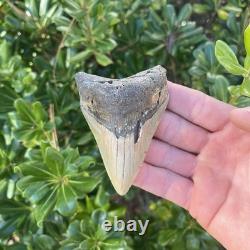 MEGALODON SHARK TOOTH 3.54 AUTHENTIC Fossil Real Big Sharks Teeth