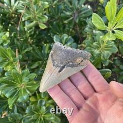 MEGALODON SHARK TOOTH 3.54 AUTHENTIC Fossil Real Big Sharks Teeth