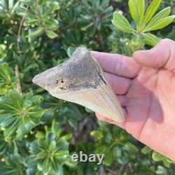MEGALODON SHARK TOOTH 3.54 AUTHENTIC Fossil Real Big Sharks Teeth