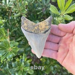 MEGALODON SHARK TOOTH 3.54 AUTHENTIC Fossil Real Big Sharks Teeth