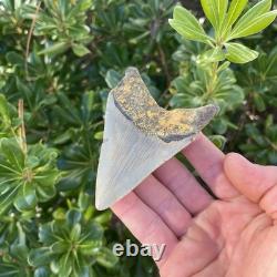 MEGALODON SHARK TOOTH 3.54 AUTHENTIC Fossil Real Big Sharks Teeth