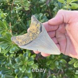 MEGALODON SHARK TOOTH 3.54 AUTHENTIC Fossil Real Big Sharks Teeth