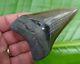 Megalodon Shark Tooth 3 & 5/8 In. Real Fossil Serrated Ga. River Meg