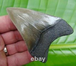 MEGALODON SHARK TOOTH 3 & 5/8 in. REAL FOSSIL SERRATED GA. RIVER MEG