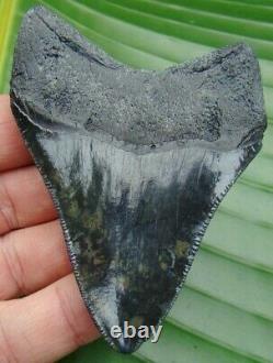 MEGALODON SHARK TOOTH 3 & 5/8 in. REAL FOSSIL SERRATED RIVER MEG