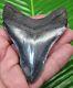 Megalodon Shark Tooth 3 & 5/8 In. Serrated Jet Black Real Fossil