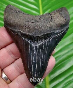 MEGALODON SHARK TOOTH 3 & 5/8 in. SERRATED JET BLACK REAL FOSSIL