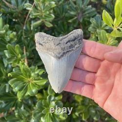 MEGALODON SHARK TOOTH 3.67 AUTHENTIC Fossil Real Big Sharks Teeth