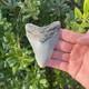 Megalodon Shark Tooth 3.67 Authentic Fossil Real Big Sharks Teeth