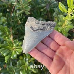 MEGALODON SHARK TOOTH 3.67 AUTHENTIC Fossil Real Big Sharks Teeth