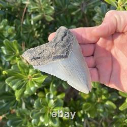 MEGALODON SHARK TOOTH 3.67 AUTHENTIC Fossil Real Big Sharks Teeth