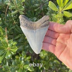 MEGALODON SHARK TOOTH 3.67 AUTHENTIC Fossil Real Big Sharks Teeth