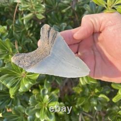 MEGALODON SHARK TOOTH 3.67 AUTHENTIC Fossil Real Big Sharks Teeth