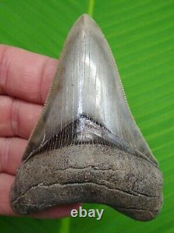 MEGALODON SHARK TOOTH 3.70 in. GEORGIA MEG REAL FOSSIL SERRATED
