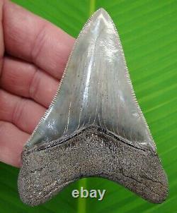 MEGALODON SHARK TOOTH 3.70 in. GEORGIA MEG REAL FOSSIL SERRATED