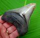 Megalodon Shark Tooth 3 & 7/8 Real Fossil Serrated River Find