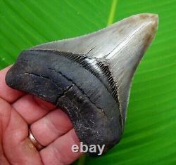 MEGALODON SHARK TOOTH 3 & 7/8 REAL FOSSIL SERRATED River Find