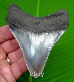 MEGALODON SHARK TOOTH 3 & 7/8 REAL FOSSIL SERRATED River Find