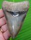 Megalodon Shark Tooth 3 & 7/8 In. Museum Grade Georgia, Usa Megladone