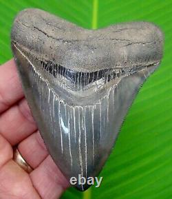 MEGALODON SHARK TOOTH 3 & 7/8 in. SERRATED GEORGIA with DISPLAY STAND