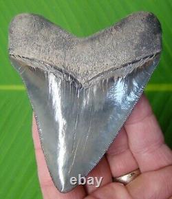 MEGALODON SHARK TOOTH 3 & 7/8 in. SERRATED GEORGIA with DISPLAY STAND