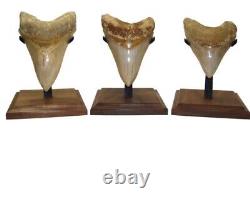 MEGALODON SHARK TOOTH 3 & 7/8 in. SERRATED GEORGIA with DISPLAY STAND