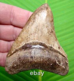 MEGALODON SHARK TOOTH 3 & 7/8 in. ST. MARY'S RIVER GEORGIA MEGLADONE