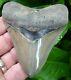 Megalodon Shark Tooth 3 & 7/8 In. Top 1% Ga River Meg Serrated