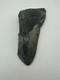 Megalodon Shark Tooth 3.85in Massive Fossil Rare