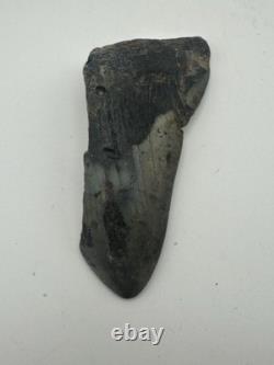 MEGALODON SHARK TOOTH 3.85in MASSIVE FOSSIL RARE