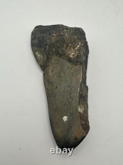 MEGALODON SHARK TOOTH 3.85in MASSIVE FOSSIL RARE
